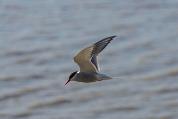 Fototapeta na wymiar Royal tern. Sea bird flying. Seagull in the sky.