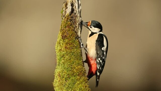 Female Great spotted woodpecker searching for food on a beech log within a beech and oak forest on a cold January morning