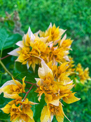 Bougainvillea plants with orange flowers. Ornamental plants in the Philippines.