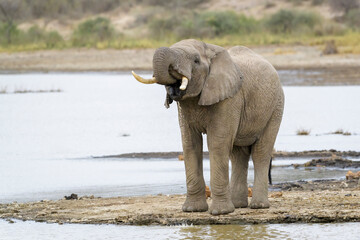Young African Elephant (Loxodonta africana) bull drinking water from lake Masek, Ngorongoro...