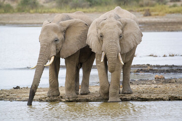 Two young African Elephant (Loxodonta africana) bull drinking water from lake Masek, Ngorongoro Conservation Area, Tanzania, Africa.