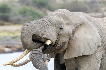 African Elephant (Loxodonta africana) bull drinking water from lake Masek, Ngorongoro Conservation...