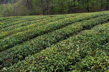 Fototapeta na wymiar A field with growing green tea, the northernmost tea plantation in the world. Sochi Russia