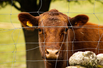 Calves Peeking Through the Fence
