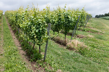 Fototapeta na wymiar Wijnbouw van Nederlandse bodem. In Zuid-Limburg zijn verschillende wijngaarden waarop druiven geteeld worden om tot wijn verwerkt te worden. 