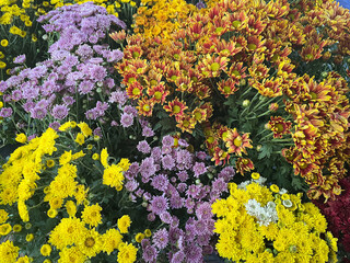 Vibrant colors of beautiful flowers as background