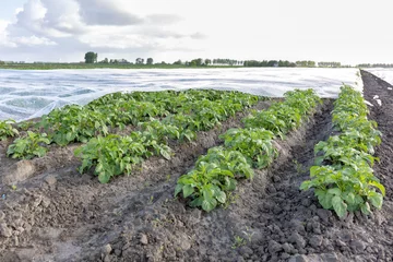 Tragetasche Vroege aardappelen of primeuraardappelen worden afgedekt onder plastic om meer warmte in de grond te krijgen. Hierdoor wordt de groei bevorderd en zijn de aardappels eerder volgroeid en te oogsten. © ArieStormFotografie