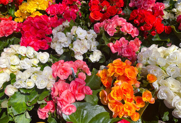 Vibrant colors of beautiful flowers as background