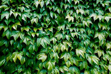 Green leafy texture Boston ivy, Parthenocissus tricuspidata,  grape ivy, and Japanese ivy, and also...