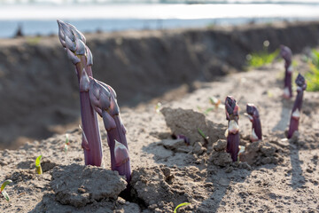 Oogstrijpe paarse asperges breken de grond open van de aspergebedden. Klaar om gestoken te worden door seizoenarbeiders, deze paarse asperges zijn een lekkernij in de keuken