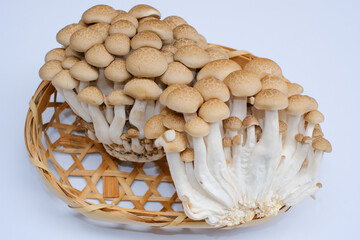 白背景で撮影したぶなしめじ