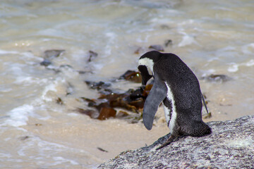 Penguin on the beach