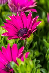  Closeup of a magenta flower with petals surrounded by green leaves © tino