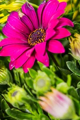 Foto op Aluminium Closeup of a magenta flower with petals surrounded by green leaves © tino