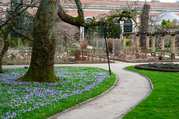 Blooming crocus flowers under the trees at the botanical garden of Leuven, Belgium