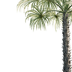 Fototapeta na wymiar everglades palms isolated frame tree, best for foreground