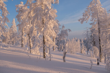 Winter snow-covered trees in the Ural mountains