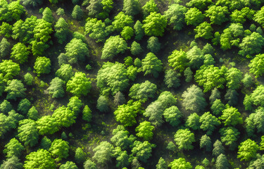 Green forest seen from above - obrazy, fototapety, plakaty