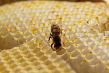 Beautiful honeycomb with bees close-up. A swarm of bees crawls through the combs collecting honey....