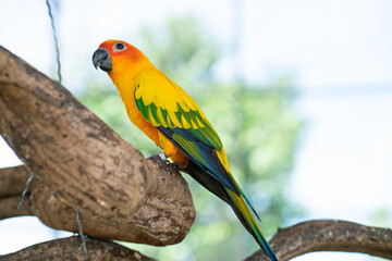 Yellow macaw parrots perching on tree bark in open zoo