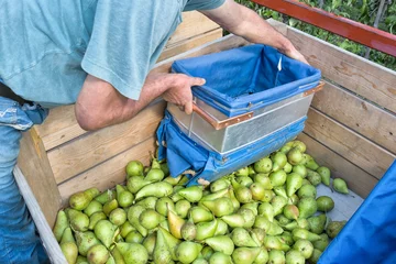 Foto auf Leinwand Een seizoensarbeider verzameld de geplukte peren in een plukmand en plaatst deze daarna voorzichtig in de kuubskist of fruitkist © ArieStormFotografie