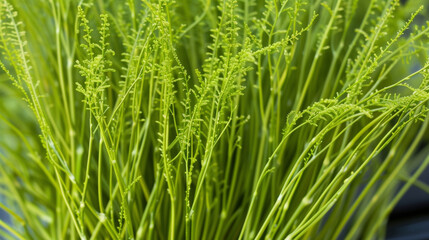 Fototapeta premium A closeup of a bunch of bright green asparagus their long thin stalks standing tall and proud.