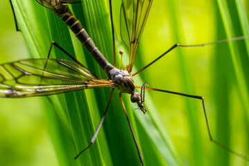 A crane fly Tipula maxima resting on a nettle leaf in early summer