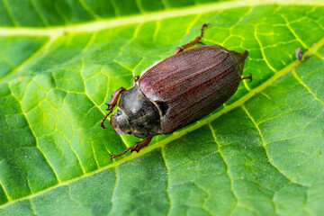 The crunch of the melolontha melolontha insect on a tree branch. Animal wildlife background