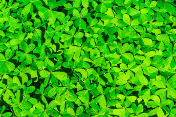 texture of green shamrock close up , clover backdrop macro , fresh grass trefoil background.