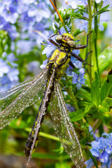 Dragonfly, Gompha vulgaris Gomphus vulgatissimus on the plant by lake morning sunlight in summer