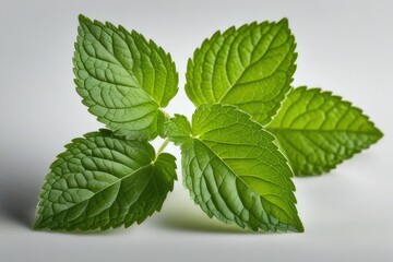 a high quality stock photograph of a single Green lemon balm leaf (Melissa officinalis) isolated on transparent background