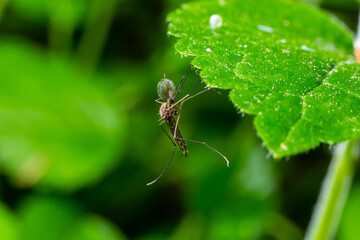 macro normal female mosquito isolated on green leaf