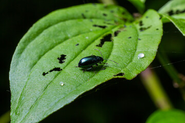 Closeup shot of a altica flea beetle at the edge of a green leaf
