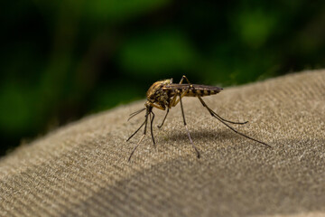 macro of Mosquito Suck in blood,Mosquito using mouth drill through clothes,mosquitoes are carrier of human and animal diseases,selecttive focus