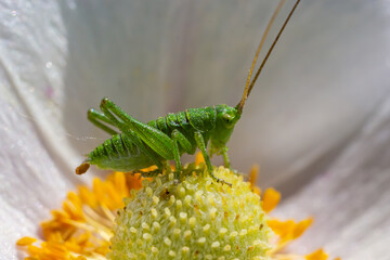 Green grasshopper Tettigonia viridissima on a flower, wildlife, macro