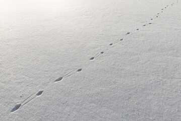 Animal tracks in instant snow the day after snowfall. Cold winter day.