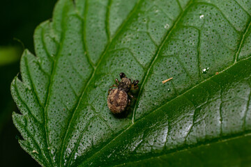 Jumping Spider on Leaf in Springtime