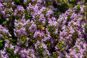A bee collects pollen near a flower. A bee flies over a flower in a blur background