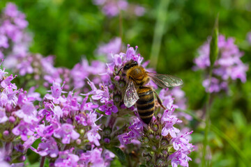 A bee collects pollen near a flower. A bee flies over a flower in a blur background