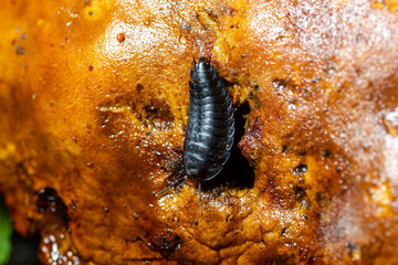 Larva of large carrion beetles, carrion beetles or burying beetles Silphidae