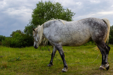 Obraz na płótnie Canvas A beautiful white grey horse stays calm grazing on green grass field or pasture, its ears up and head down. Rural landscape background