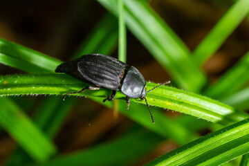 Beetle Silpha obscura on the leaves of a strawberry