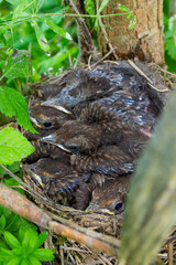 Baby birds in the nest birds and mistle thrushes. Thrushes
