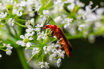 Common red soldier beetle Rhagonycha fulva
