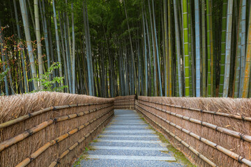 Fototapeta premium A Bamboo Grove at Adashino Nenbutsuji Temple in Kyoto, Japan