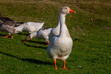 A domestic goose is a goose that humans have domesticated and kept for their meat, eggs, or down feathers. Domestic geese have been derived through selective breeding from the wild greylag goose