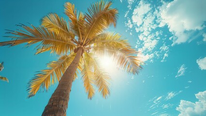 palm tree and clear blue sky