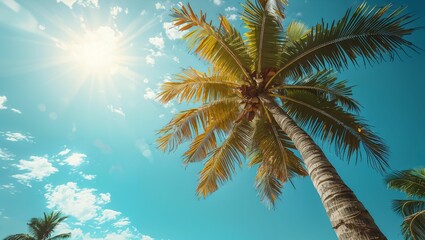 palm tree and clear blue sky