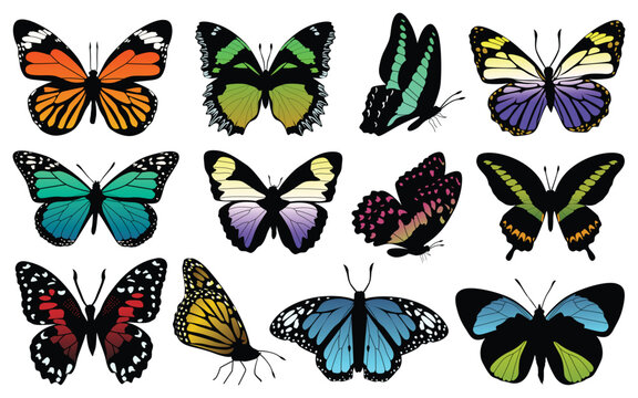 Collection of Colorful butterflies white background