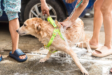 A wet golden dog enjoys a bath outdoors with water splashing around, showcasing pet care and...